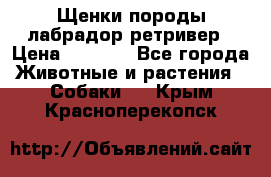 Щенки породы лабрадор ретривер › Цена ­ 8 000 - Все города Животные и растения » Собаки   . Крым,Красноперекопск